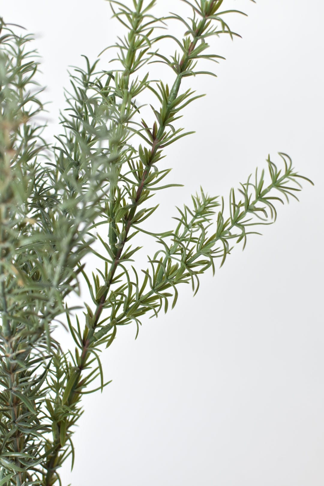 Rosemary Bush (24")