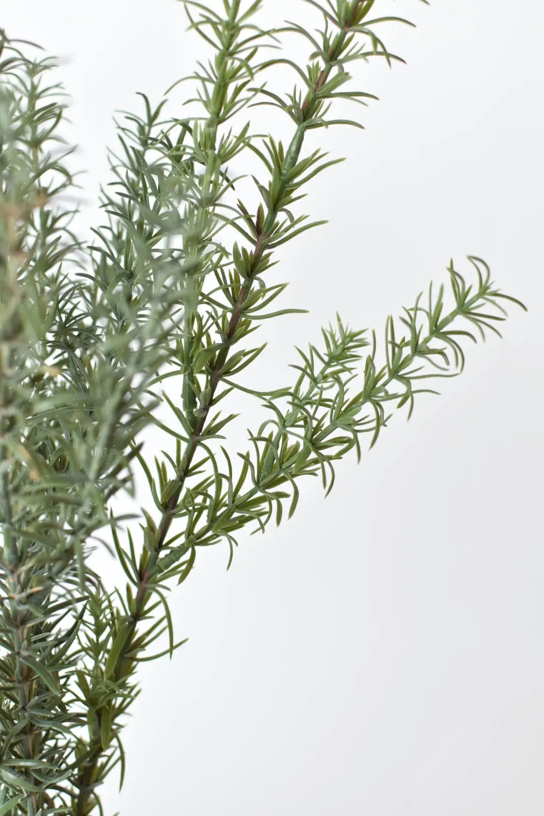 Rosemary Bush (24") House by JSD
