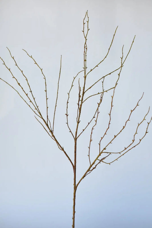 Architectural Limb (40") House by JSD