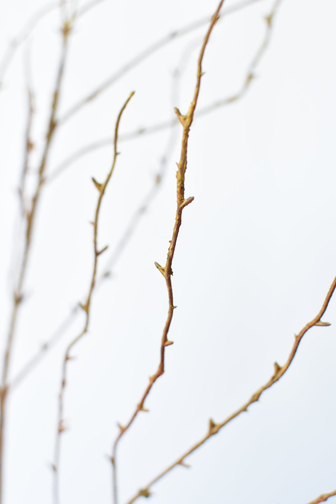 Architectural Limb (40")