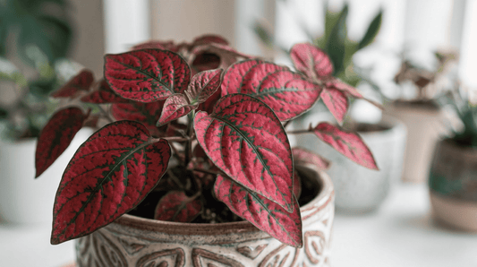Splash Select Hypoestes rouges | 25 graines