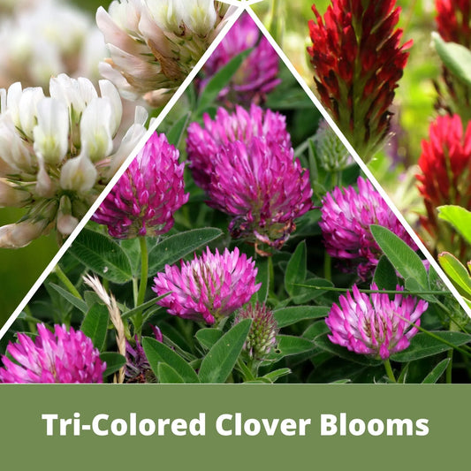 Tri-Color Clover Seed Blend Flawn Seed Kits