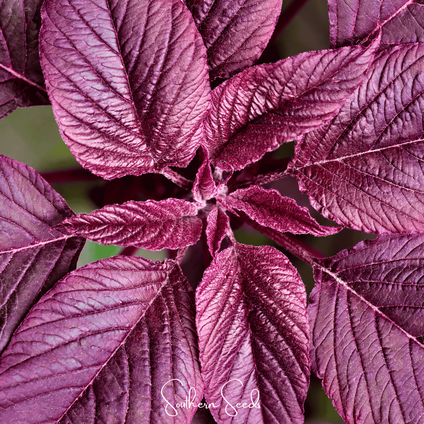 Midnight Red Amaranth | 250 Seeds