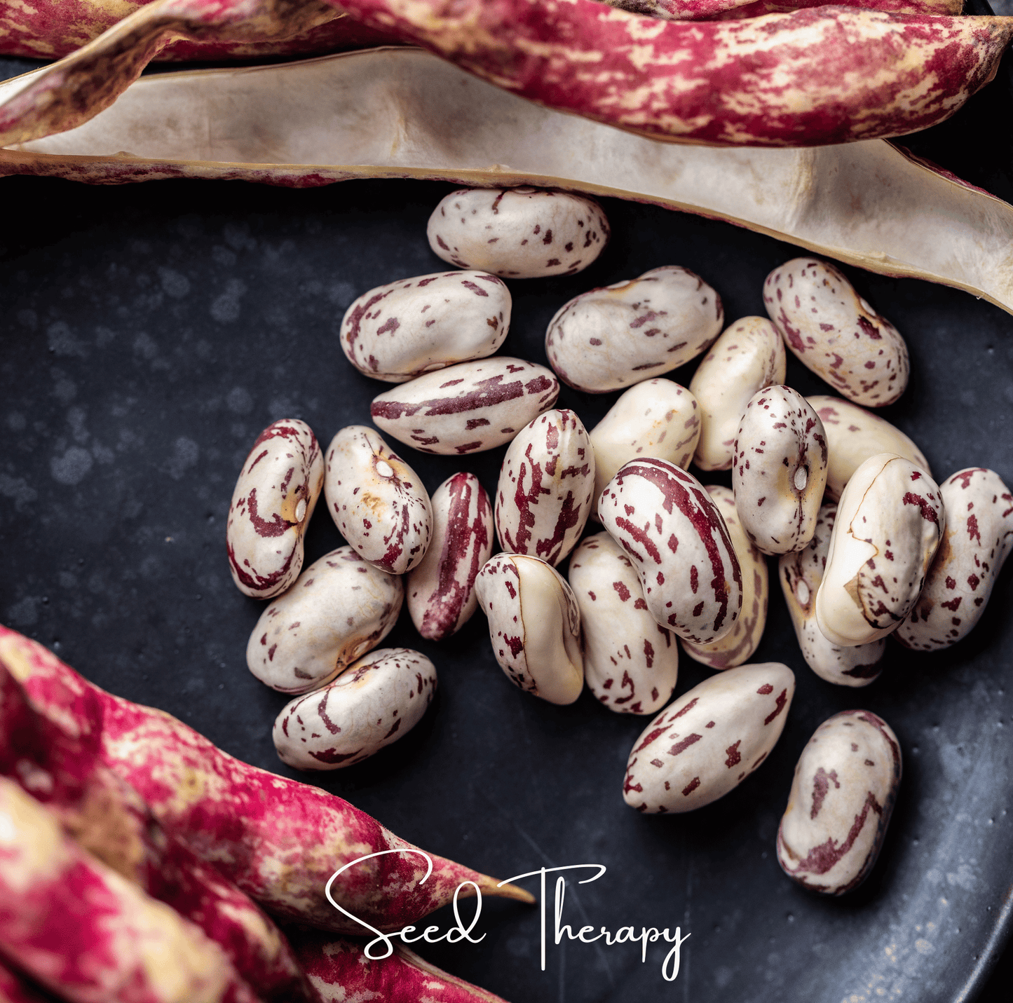 Vermont Cranberry Bean (Bush) | 20 Seeds