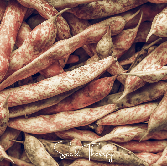 Vermont Cranberry Bean (Bush) | 20 Seeds