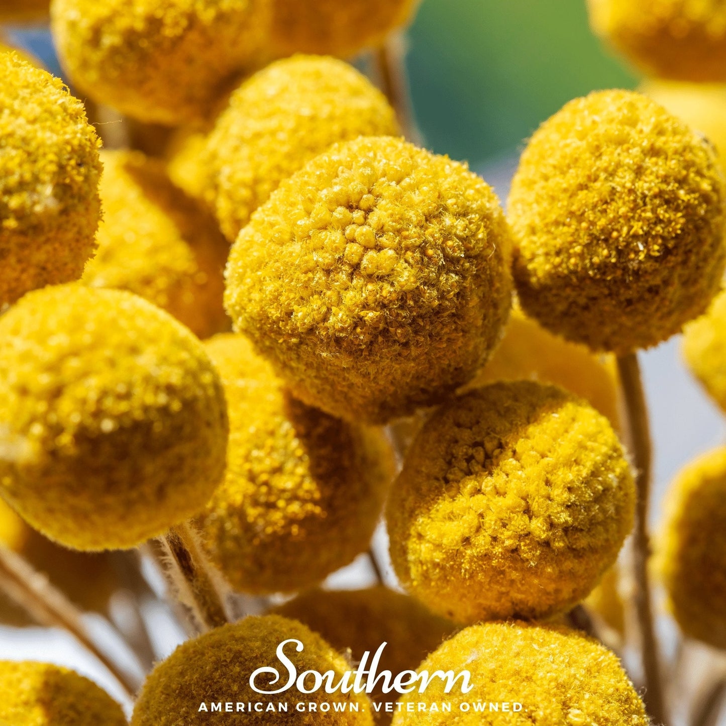 Billy Buttons (Drumsticks) | 50 Seeds