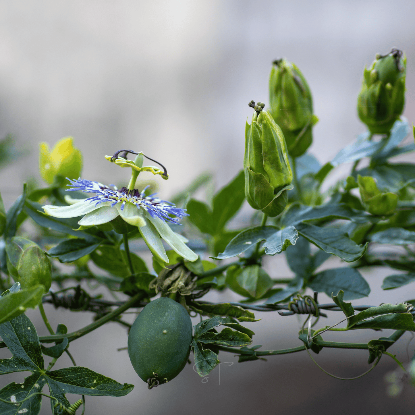 Blue Passionflower | 20 Seeds