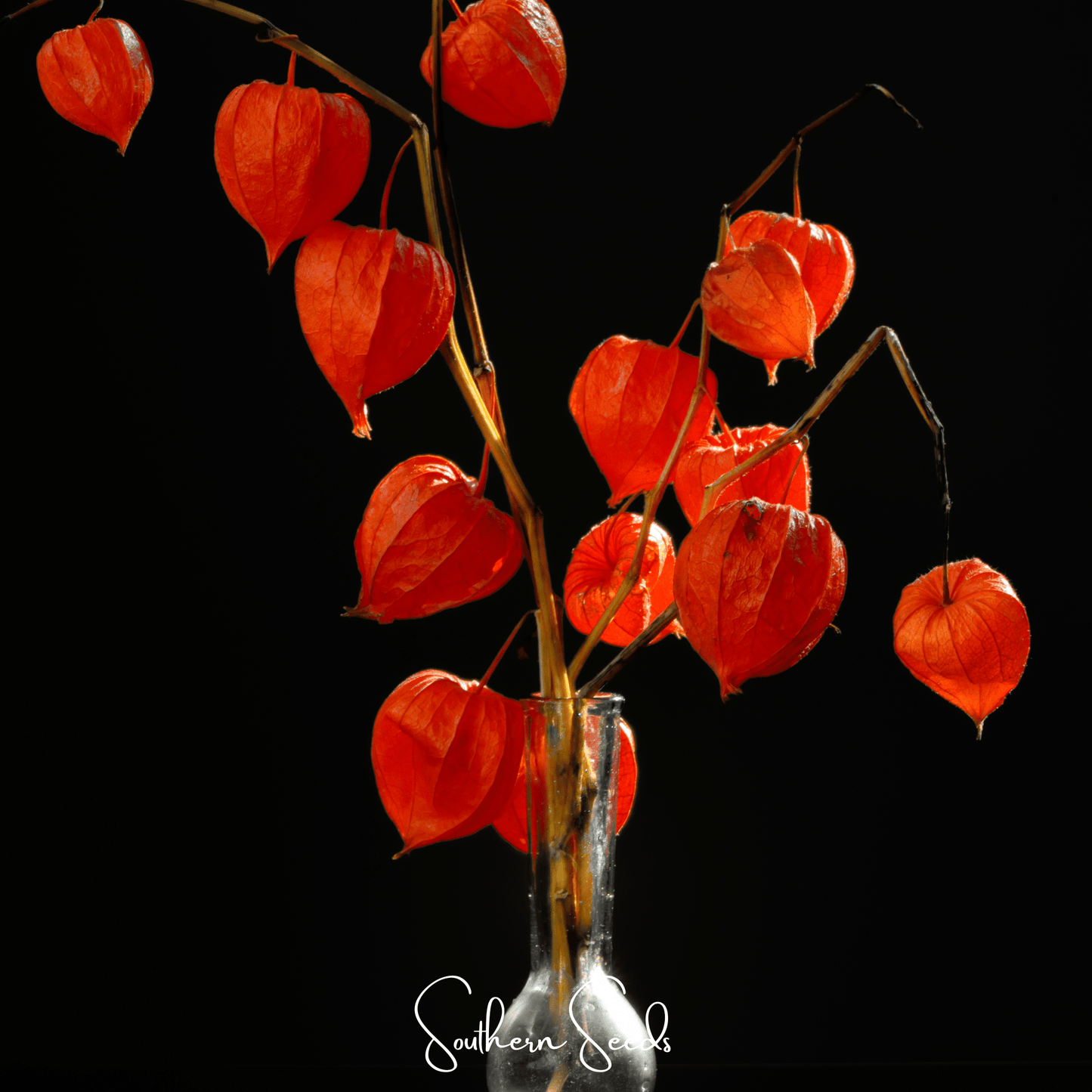 Chinese Lantern | 50 Seeds