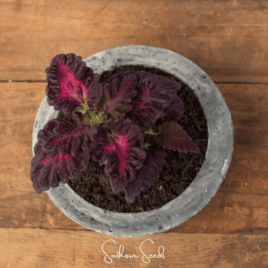 Black Dragon Coleus | 20 Seeds