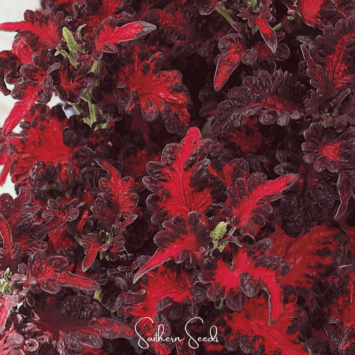 Black Dragon Coleus | 20 Seeds