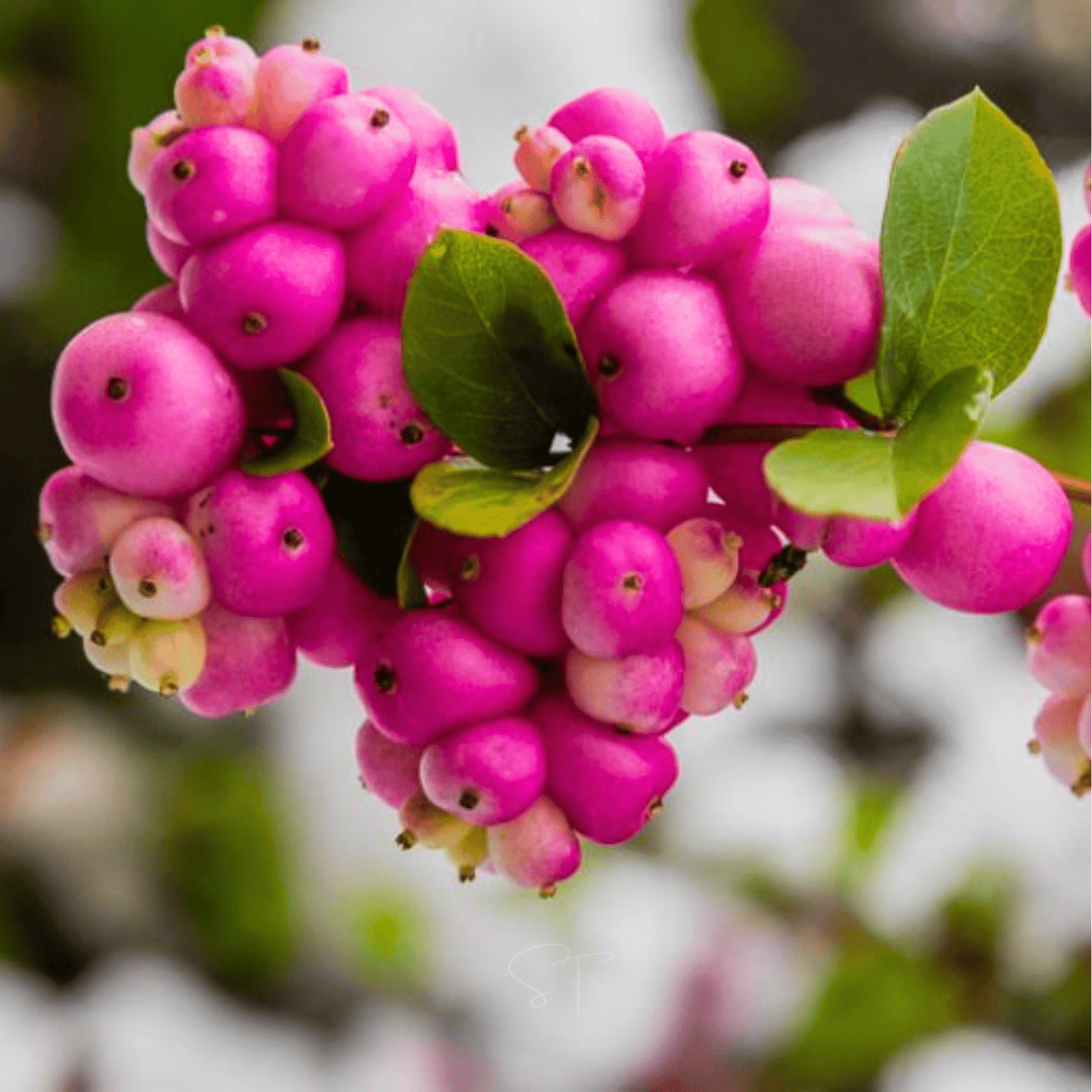 Coralberry | 30 Seeds