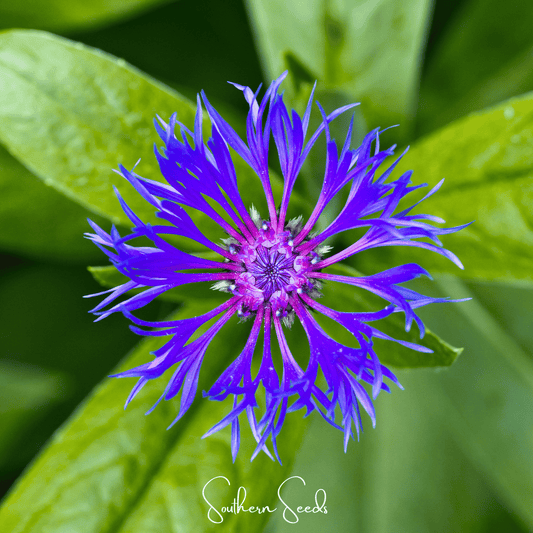 Montana Cornflower | 30 Seeds