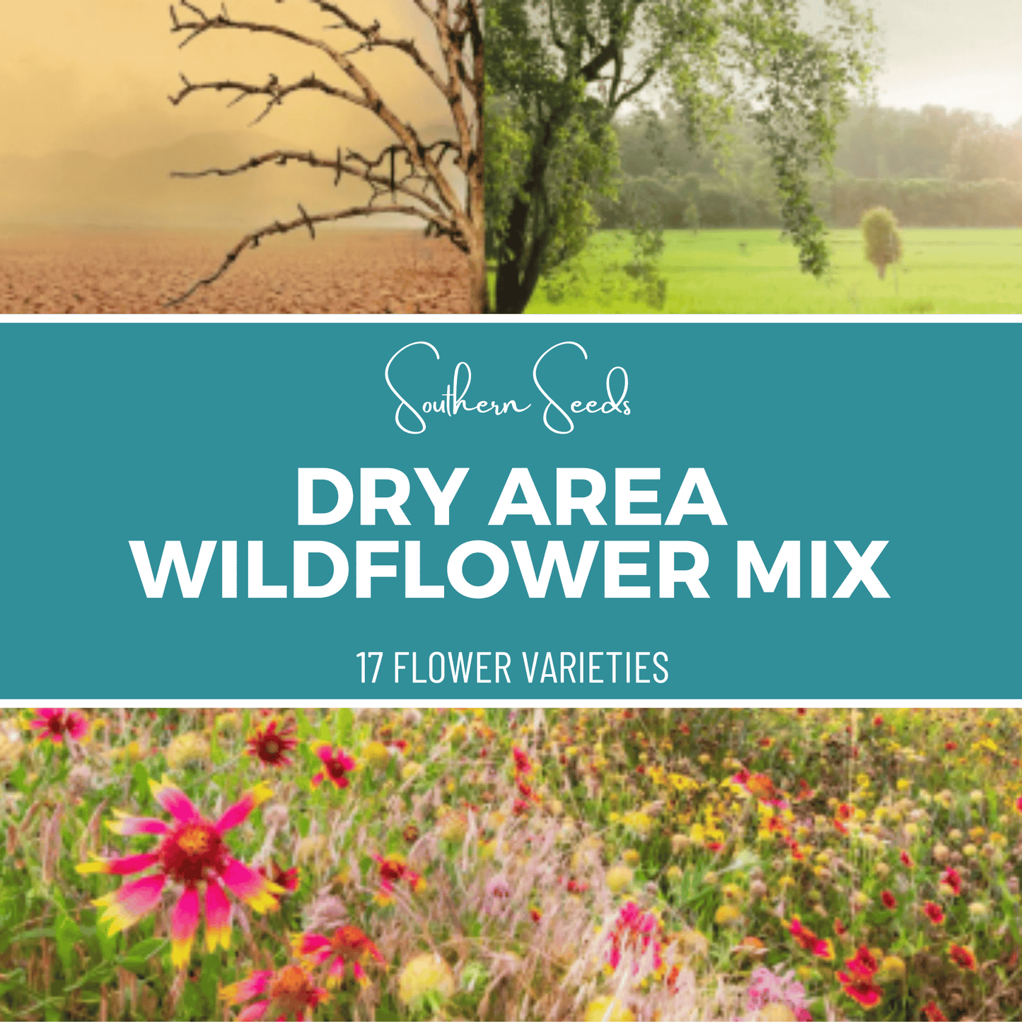 Dry Area Wildflower Seed Mix | 1,000 Seeds