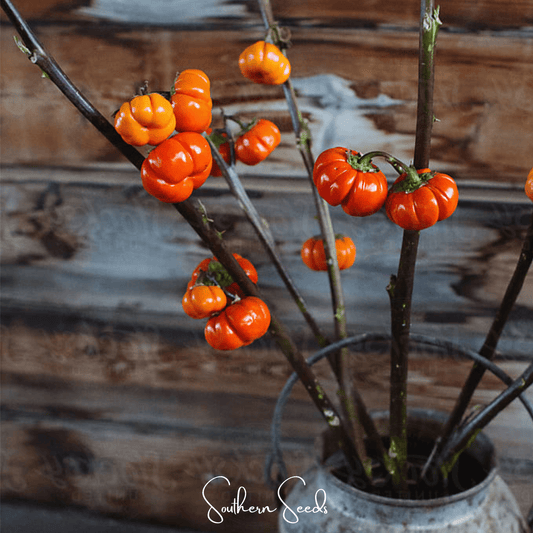 Pumpkin On A Stick Eggplant | 15 Seeds