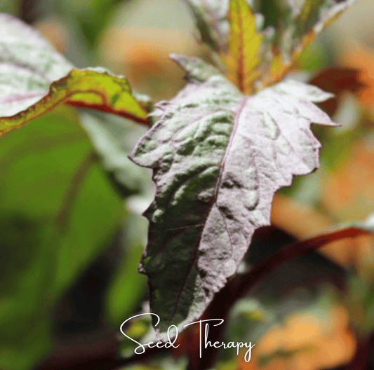 Red Oaxaca Epazote | 100 Seeds