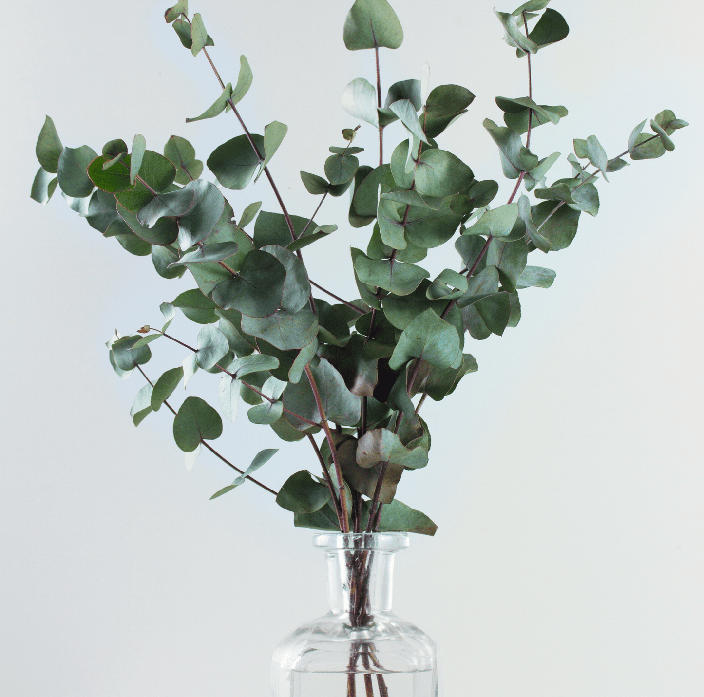 Silver Dollar Eucalyptus | 20 Seeds