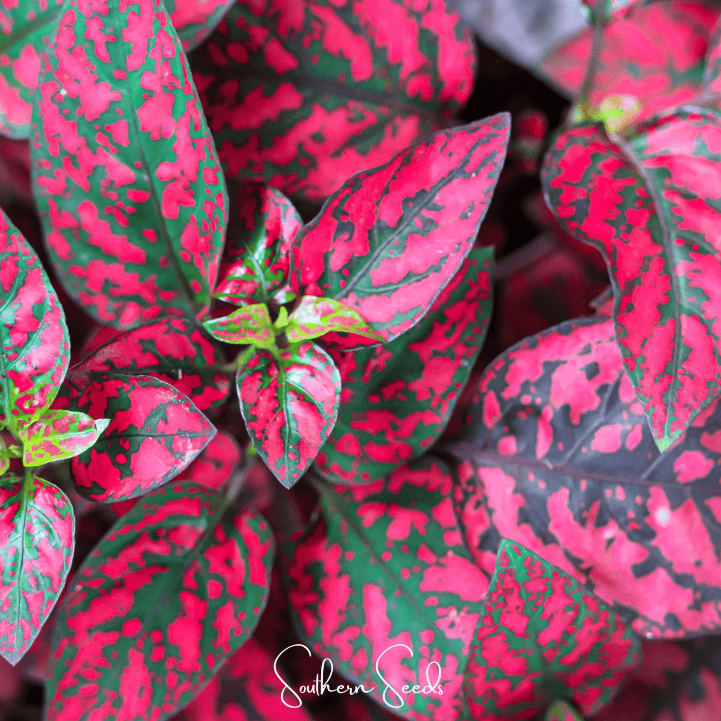 Splash Select Red Hypoestes | 25 Seeds