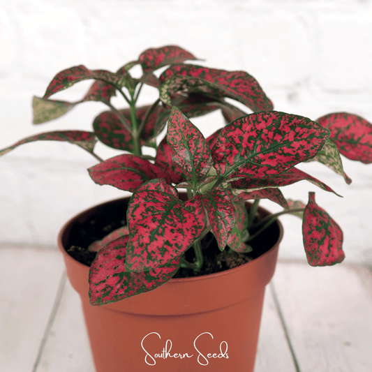 Splash Select Red Hypoestes | 25 Seeds