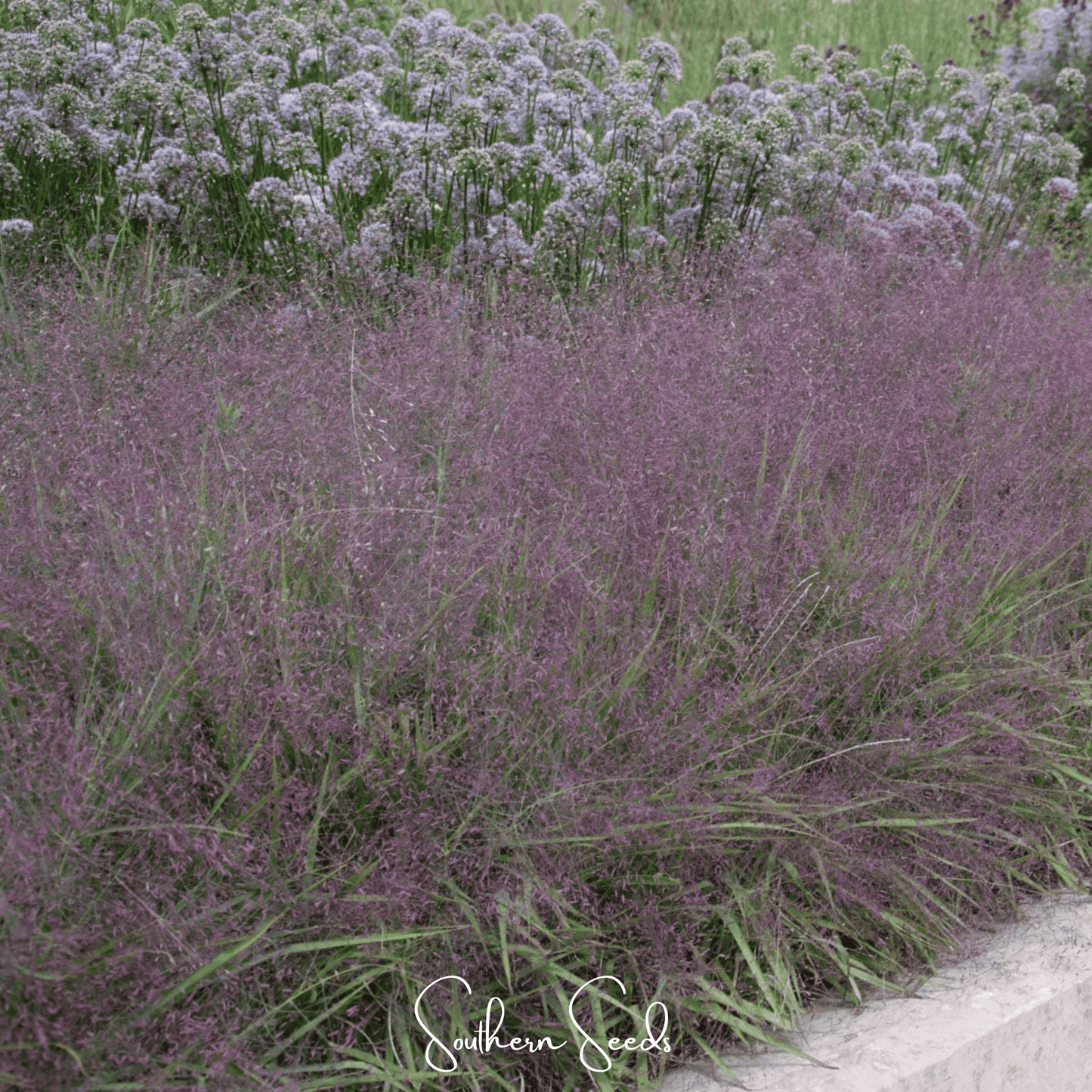 Purple Love Grass | 50 Seeds