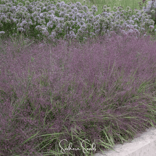 Purple Love Grass | 50 Seeds