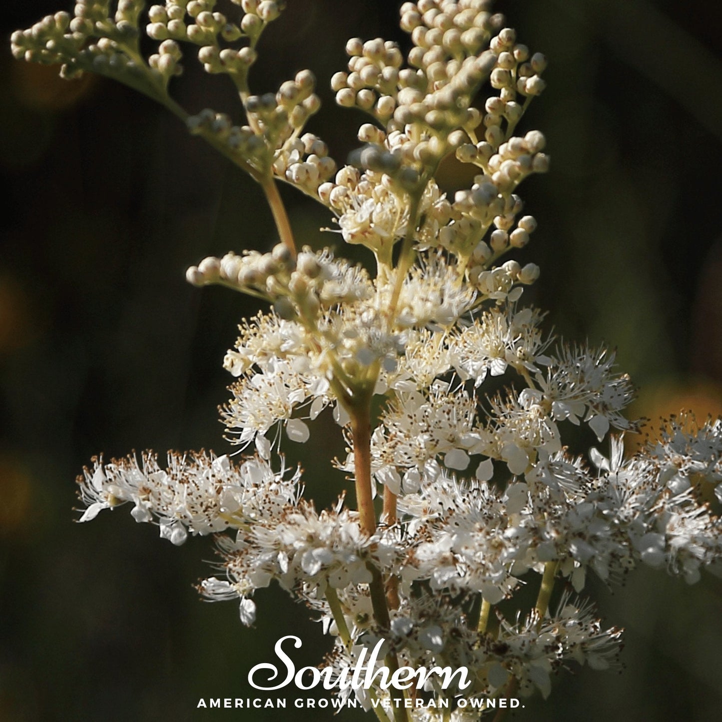 Meadowsweet | 50 Seeds