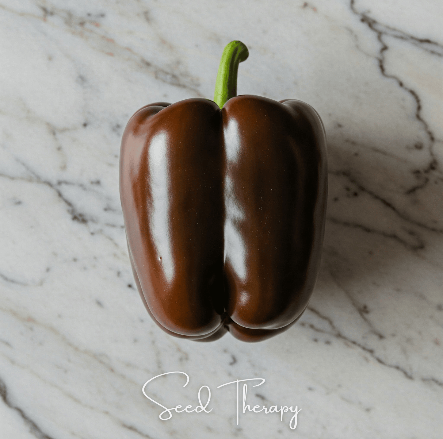 Chocolate Beauty Bell Pepper | 30 Seeds