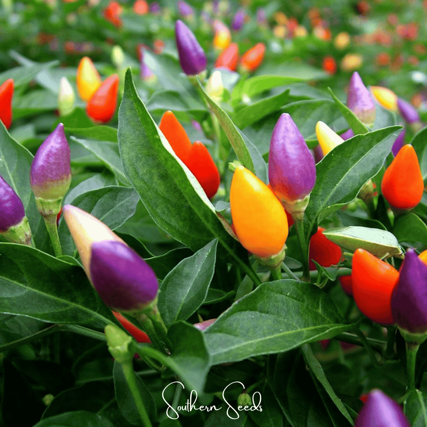 Ornamental Pepper Mix | 30 Seeds