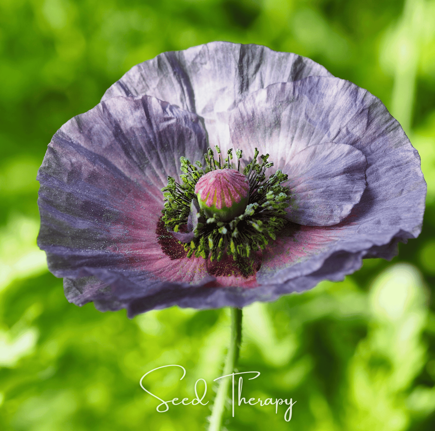 Amazing Grey Poppy | 25 Seeds