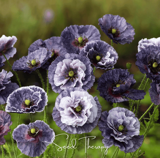 Amazing Grey Poppy | 25 Seeds