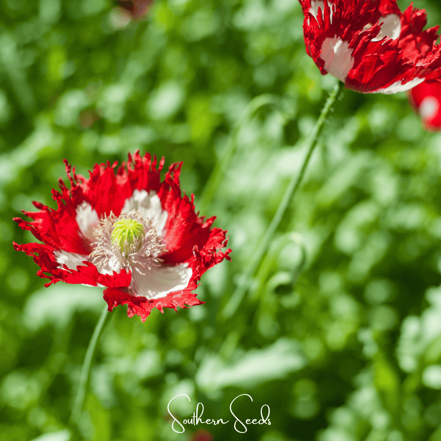 Danish Flag Poppy | 100 Seeds