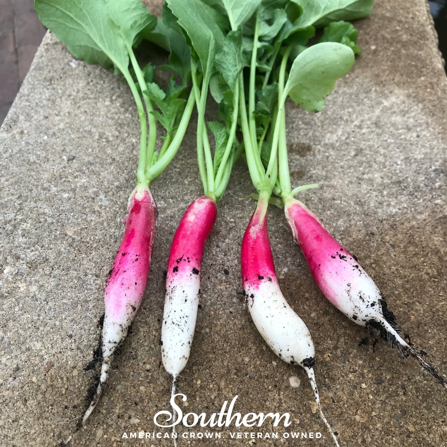 French Breakfast Radish | 250 Seeds
