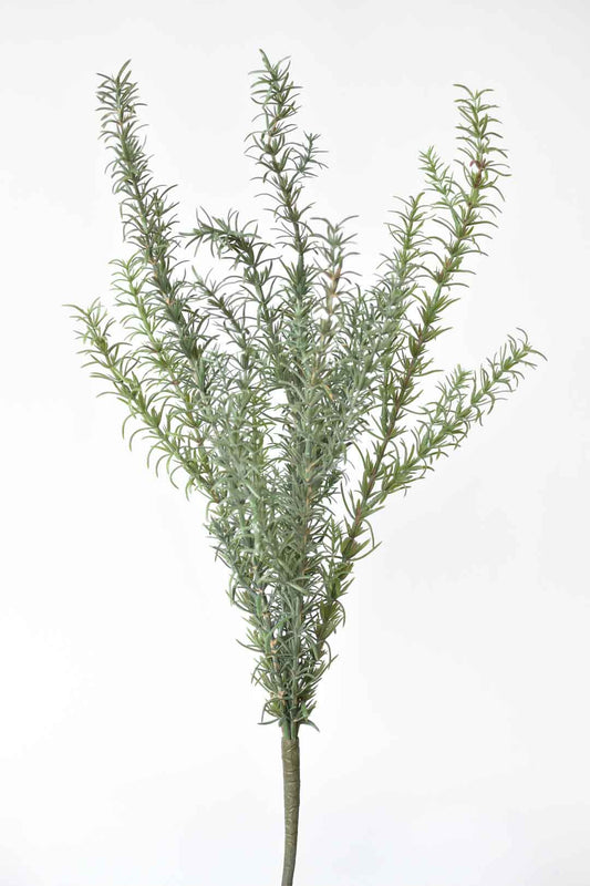 Rosemary Bush (24")