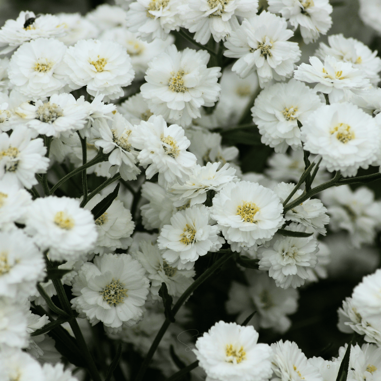 The Pearl Yarrow | 100 Seeds