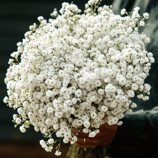 The Pearl Yarrow | 100 Seeds