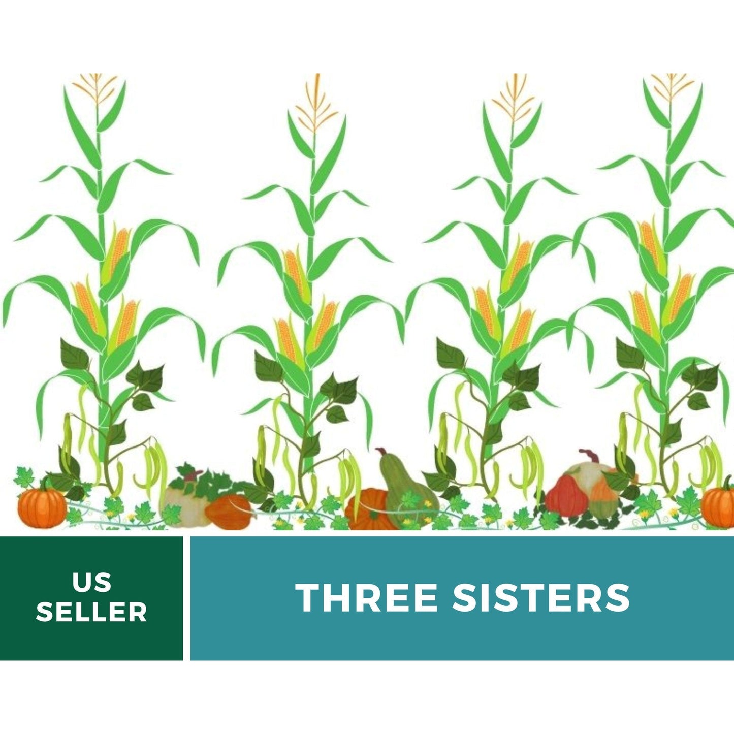Three Sisters Seed Collection | Native American Farming