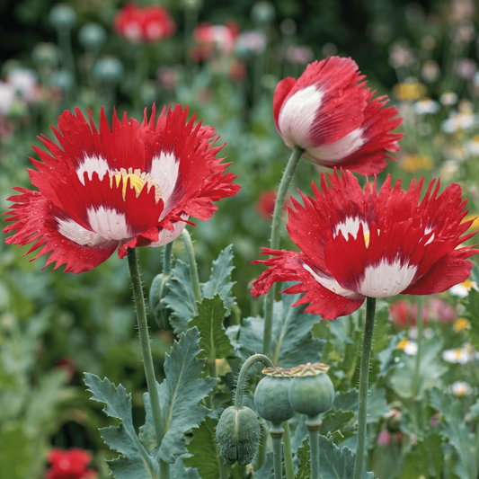Coquelicot drapeau danois | 100 graines