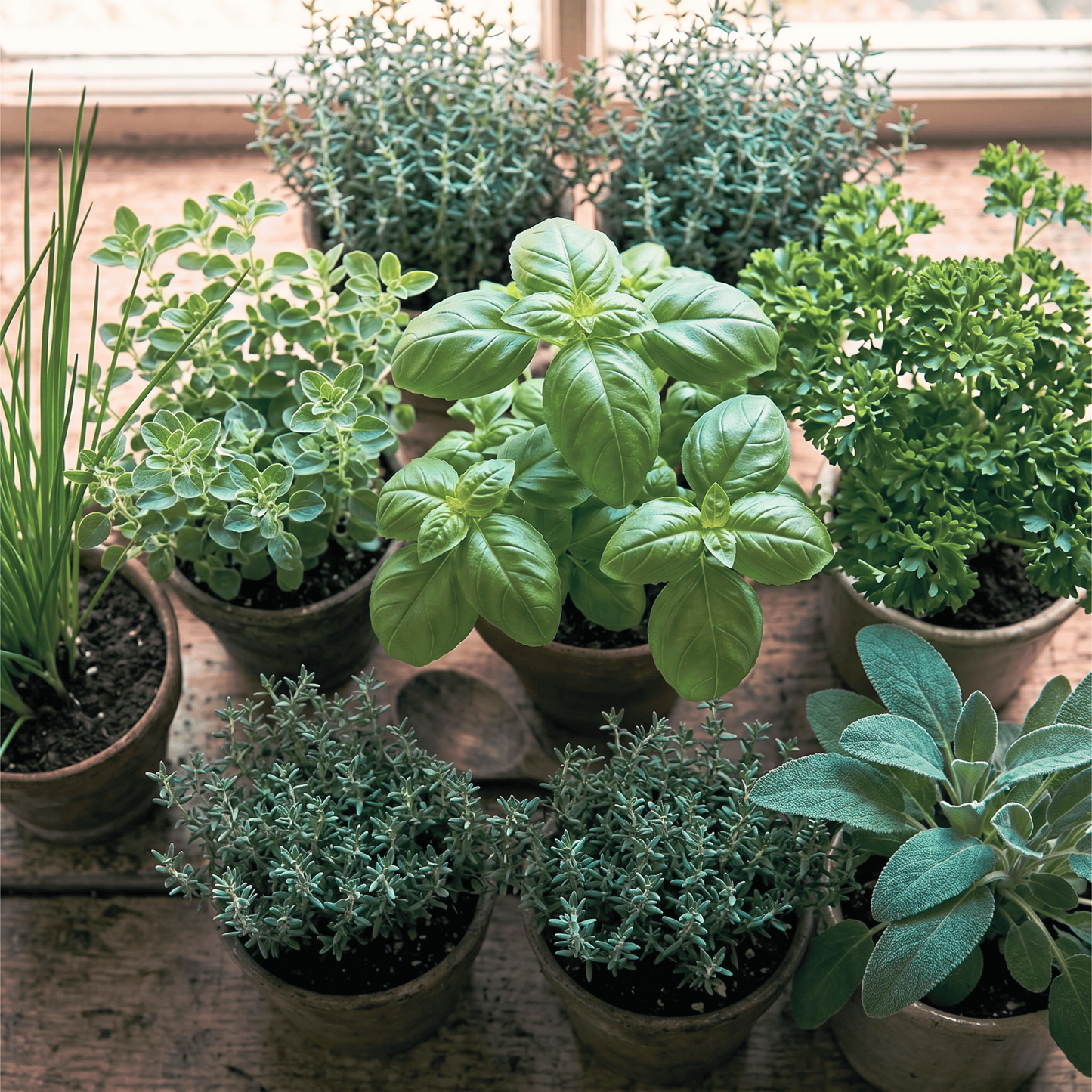 Collection de graines d'herbes aromatiques pour rebord de fenêtre | Culinaire