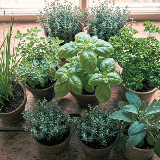 Collection de graines d'herbes aromatiques pour rebord de fenêtre | Culinaire