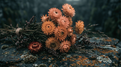 Immortelle abricot | 25 graines