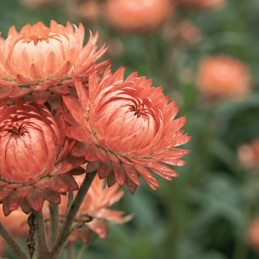 Immortelle abricot | 25 graines