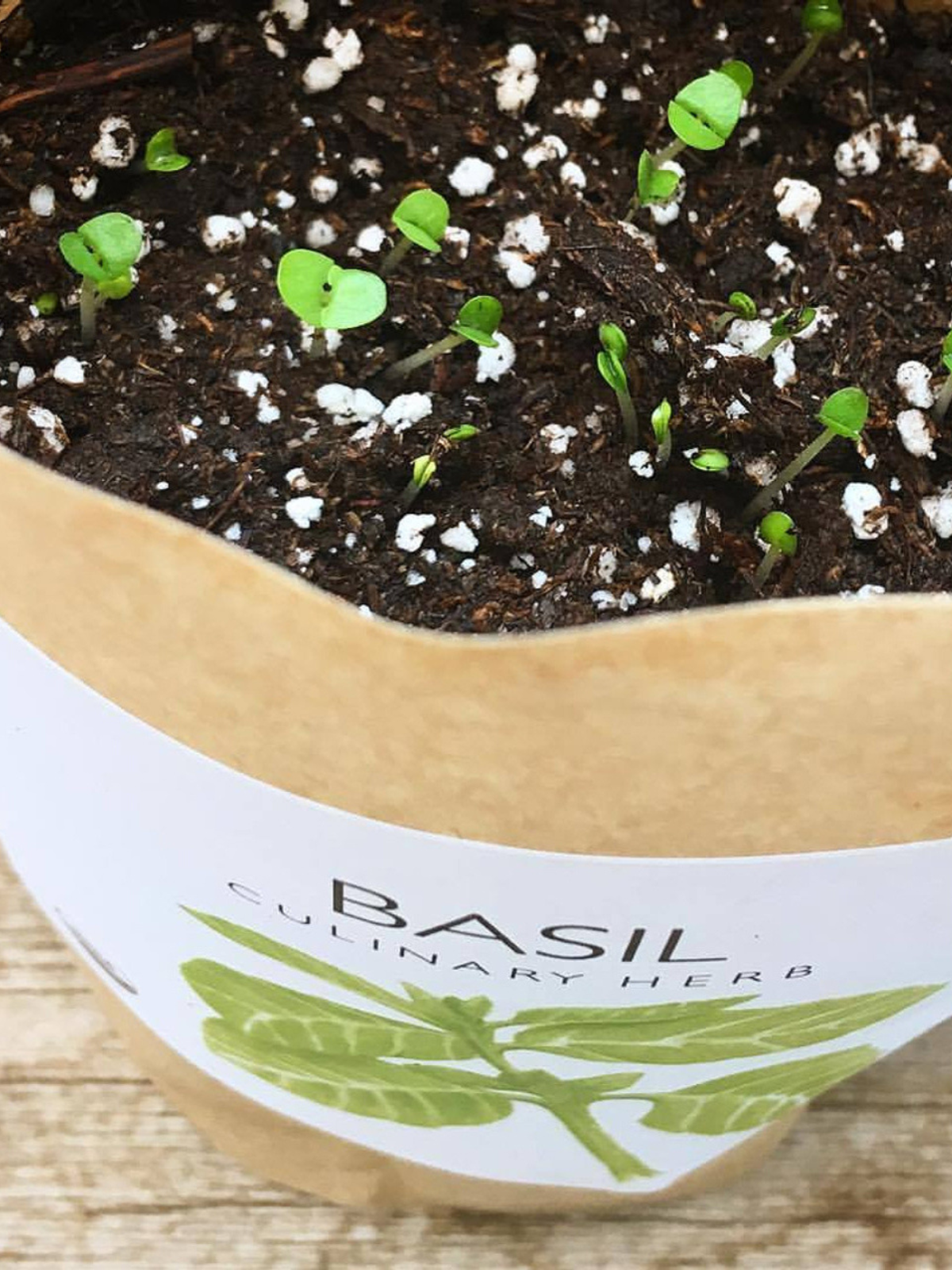 Garden in a Bag | Herbs