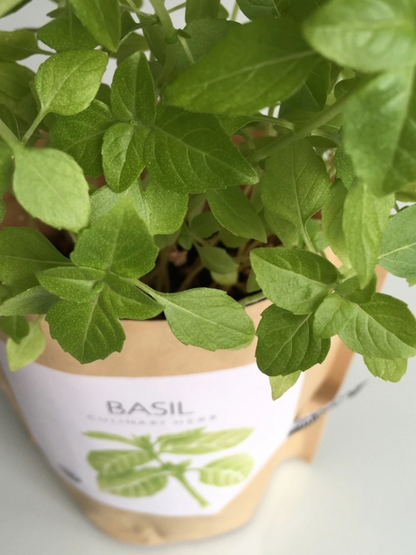 Garden in a Bag | Herbs