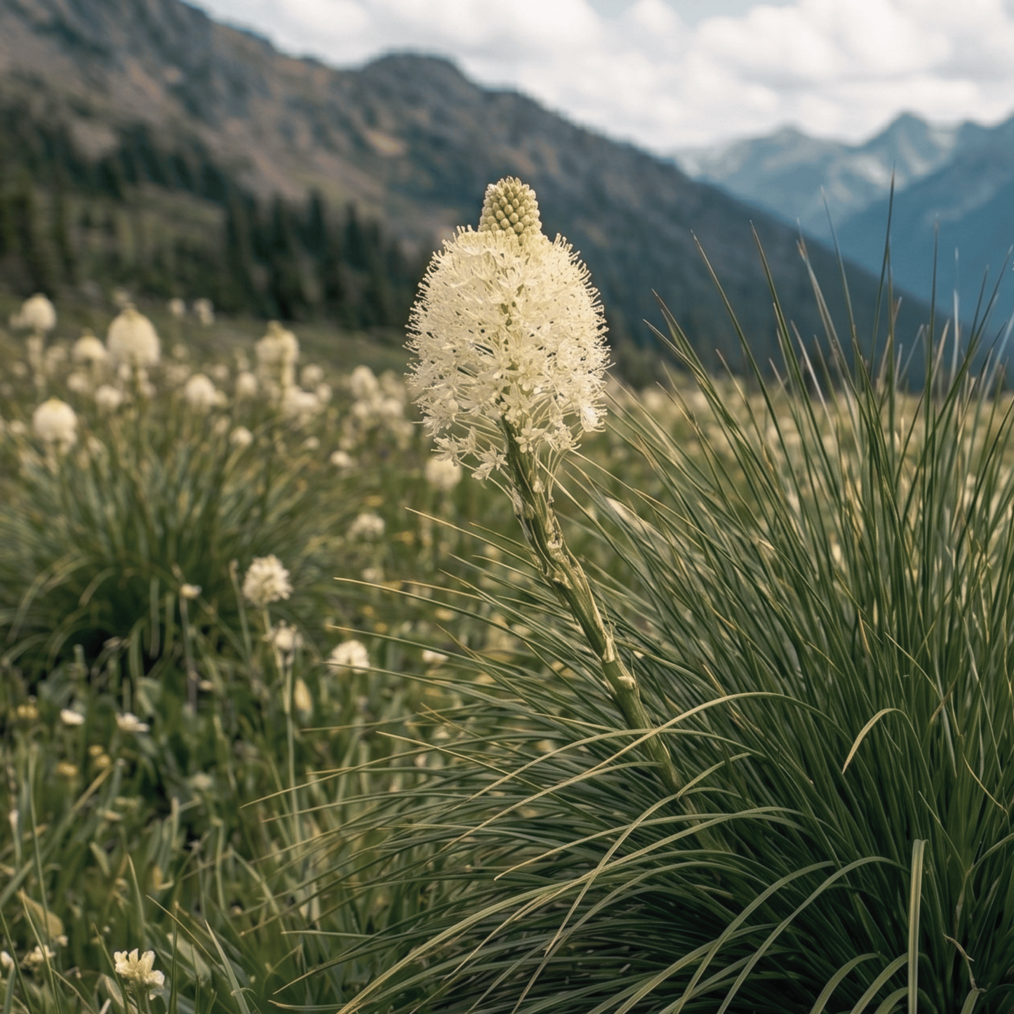 Herbe à ours | 50 graines
