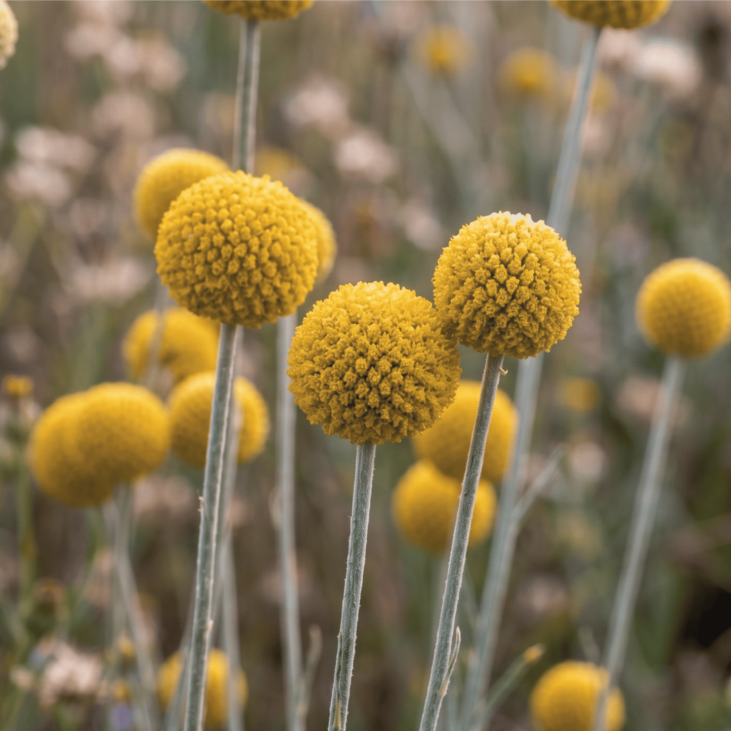 Billy Buttons (Baguettes de batterie) | 50 graines