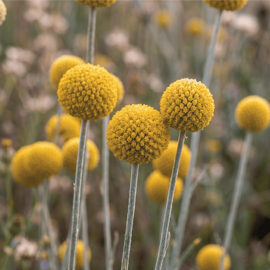 Billy Buttons (Baguettes de batterie) | 50 graines