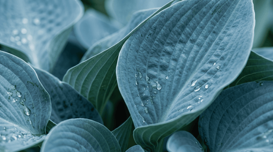 Hosta bleue | 25 graines