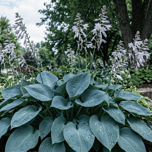 Hosta bleue | 25 graines