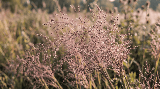 Herbe d'amour pourpre | 50 graines
