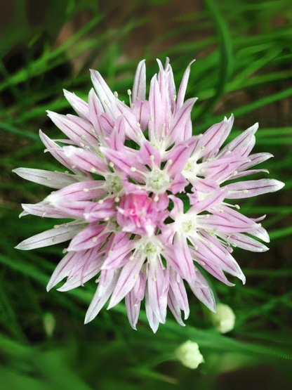 Garden in a Bag | Herbs
