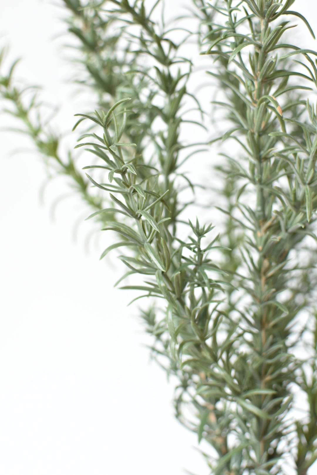 Rosemary Bush (24")